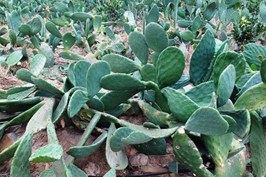 Cactus entry to cattle ration