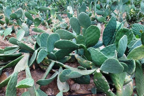 Cactus entry to cattle ration