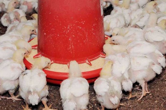 The Effect of Feeding and Nutrition Issues on Filling Poultry